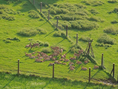 Herde Sikahirschen