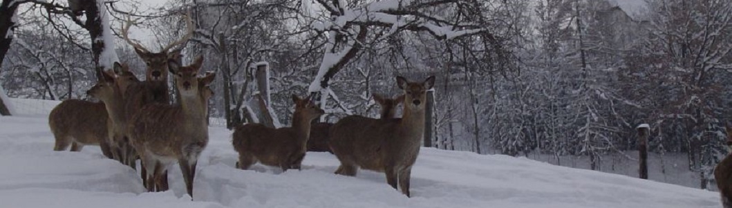 Hirsche im Winter